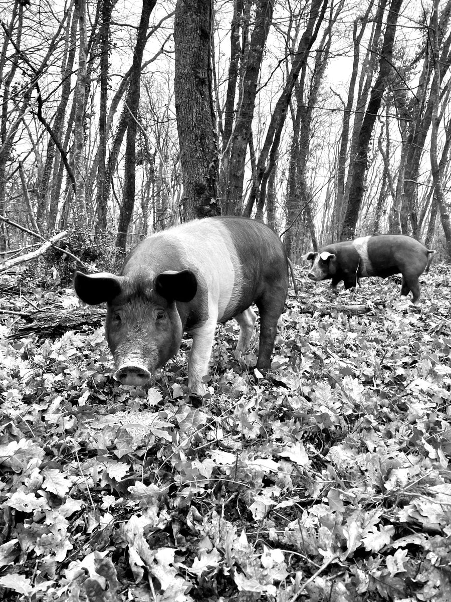 Porc pie noir dans les feuilles, en forêt