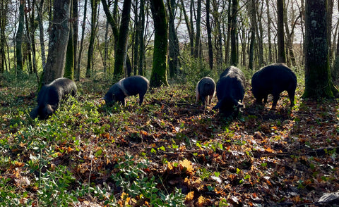Déjeuner Barbecue et visite de la ferme