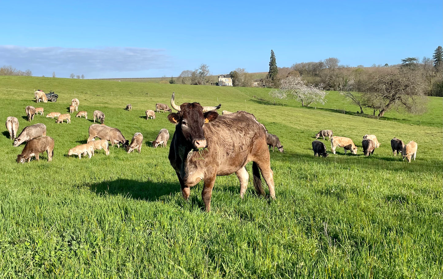 Colis Boeuf 4,5kg