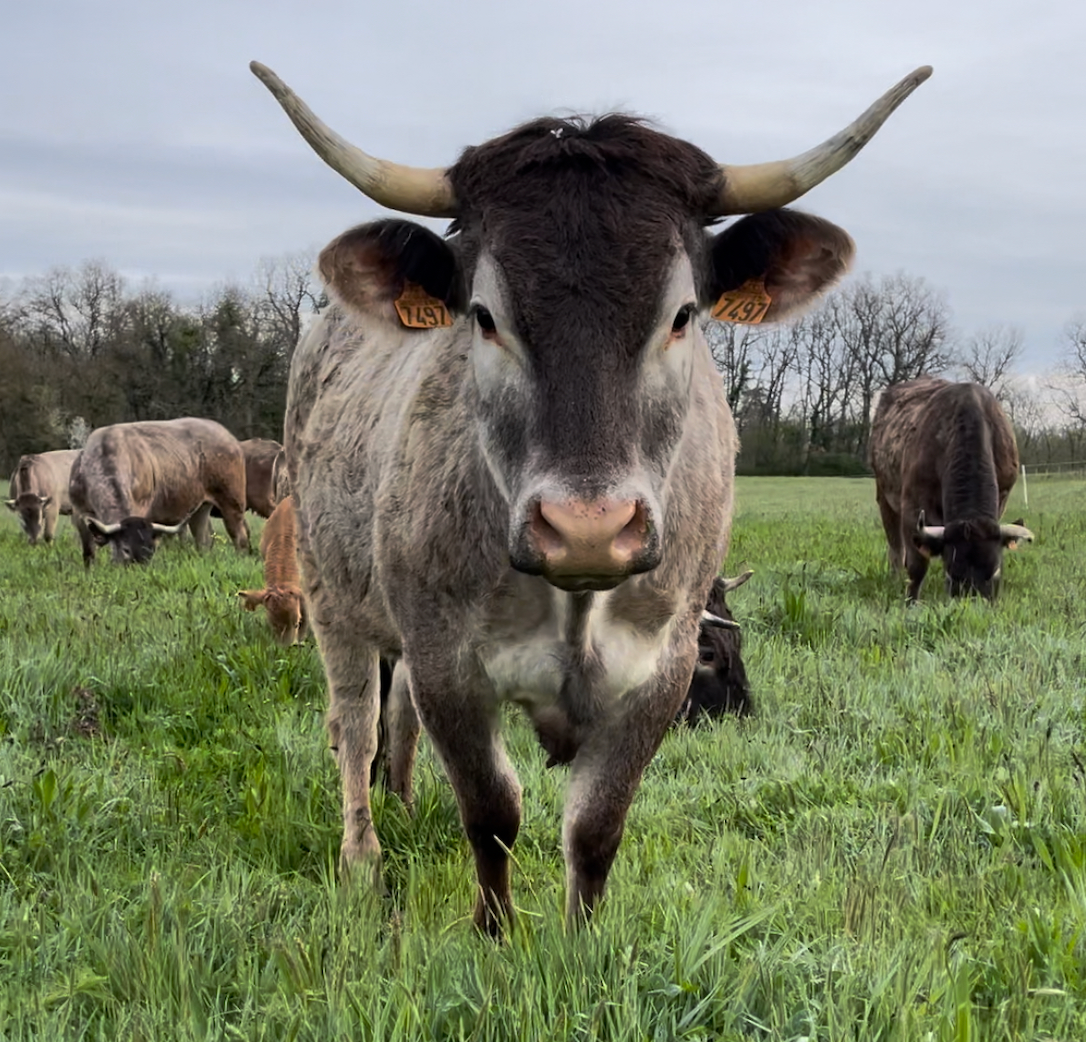 Hampe de boeuf Bazadaise