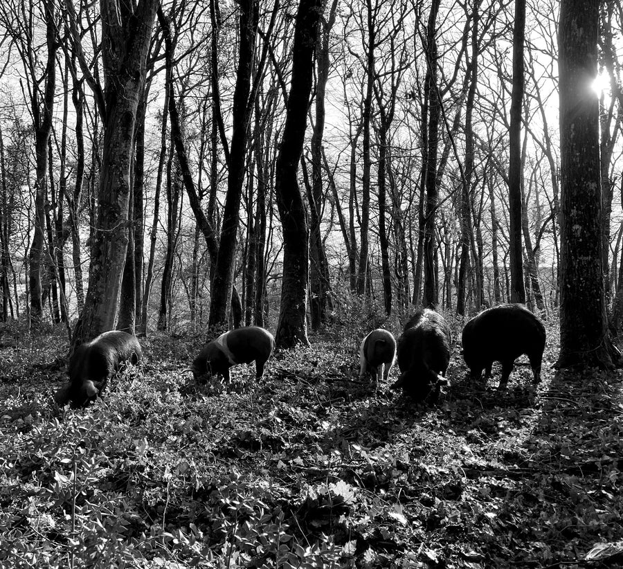 Porcs noirs en forêt