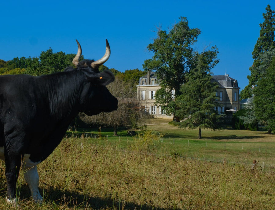 Une vache au pied du Château Carbonneau